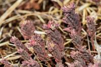 Sedum rubens
