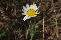 Cladanthus mixtus
