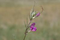 Vicia angustifolia