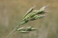 Bromus commutatus