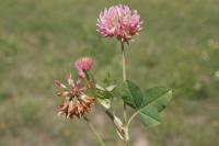 Trifolium hybridum