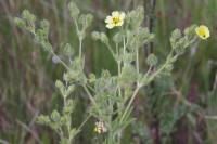 Potentilla recta