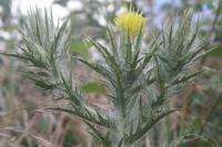 Carthamus lanatus