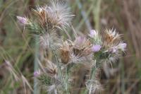 Carduus tenuiflorus