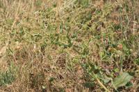 Rumex pulcher