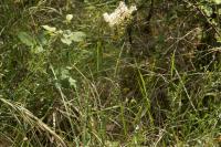 Filipendula vulgaris