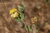 Trifolium campestre