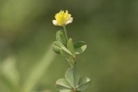 Medicago lupulina