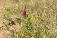 Trifolium rubens