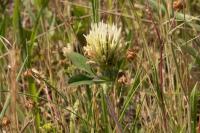 Trifolium ochroleucon