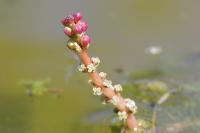 Myriophyllum spicatum