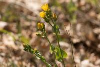 Blackstonia perfoliata