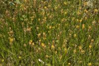 Genista sagittalis