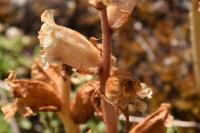 Orobanche alba