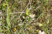 Rhinanthus minor