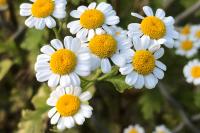 Tanacetum parthenium