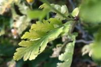 Tanacetum parthenium