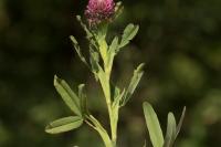 Trifolium rubens