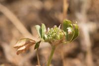 Trifolium glomeratum