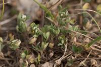 Trifolium scabrum