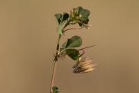 Medicago orbicularis