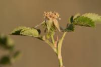 Rosa micrantha