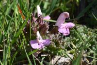 Pedicularis sylvatica