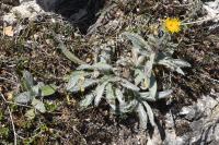 Inula montana