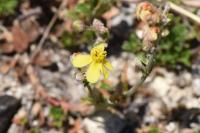 Helianthemum oelandicum var. canescens