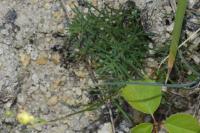 Linaria repens