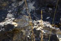 Helictochloa pratensis