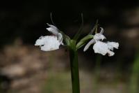 Dactylorhiza maculata