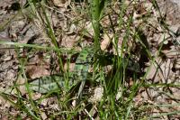 Dactylorhiza maculata