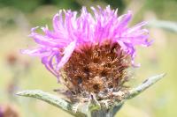 Centaurea decipiens