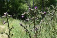 Carduus crispus