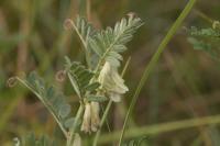 Vicia pannonica