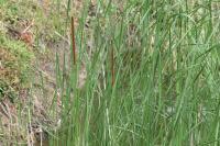 Typha angustifolia