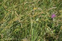 Carex distans