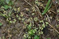Linum radiola