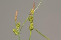 Carex demissa