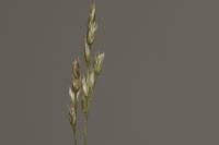 Danthonia decumbens