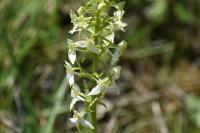 Platanthera chlorantha