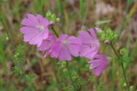 Malva moschata