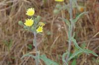 Andryala integrifolia