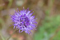 Jasione montana