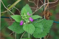 Ballota nigra