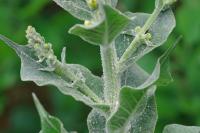 Verbascum pulverulentum