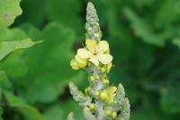 Verbascum pulverulentum