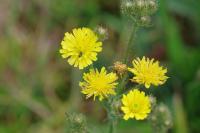 Crepis setosa