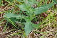 Crepis setosa